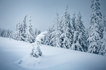 Awesome view of snow-capped forest on frosty day.