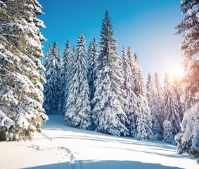 Snow-covered white spruce trees on a frosty sunny day.