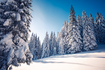 Snow-covered white spruce trees on a frosty day, illuminated by the sun.