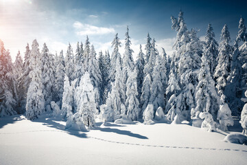 Fascinating winter landscape of nature with fir trees covered with snow.