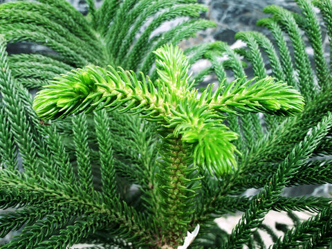 Beautiful green leaves of Araucaria cookii or Araucaria columnaris or Araucaria heterophylla plant commonly known as Christmas tree. It's also called pine tree.
