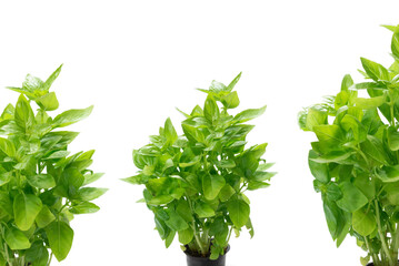 Basil in a pot isolated on white background.