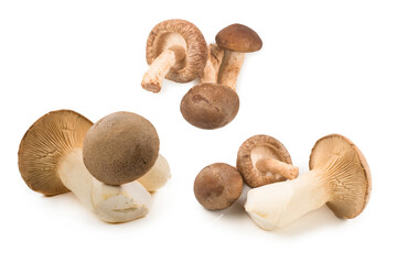 Fresh eringi mushrooms isolated on white  background.