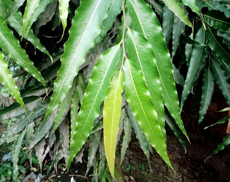 Leaves of Monoon longifolium, Ashoka Tree, An  Asian tree in the family Annonaceae.