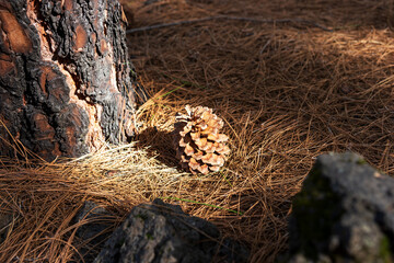 Pine cone fallen on the forest fir cone needles floor next to the tree