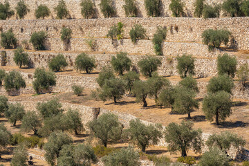 Olive tree orchard in the Kieron Valley in Jerusalem - obrazy, fototapety, plakaty