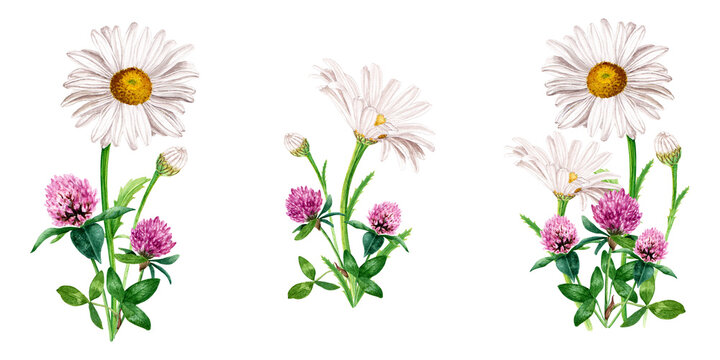 A set of compositions, bouquets with white flower, herb daisy, chamomile and red clover. Hand drawn botanical watercolor illustration isolated on white. For clip art cards label package invitation