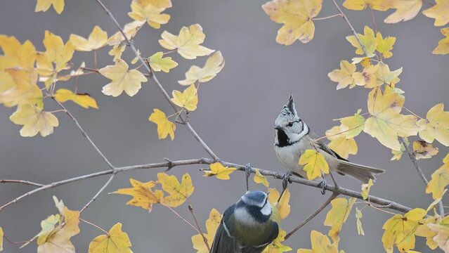 Autumn in the forest, tits fighting (Lophophanes cristatus vs  Cyanistes caeruleus vs Periparus ater)