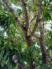Obraz premium trees, park, urban nature and park landscape