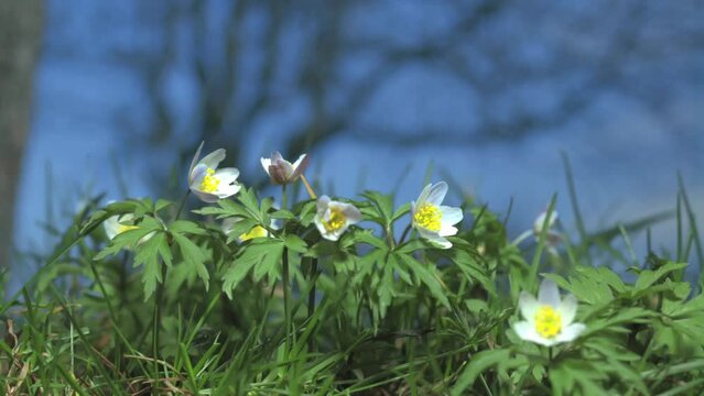 wood anemone in spring (time lapse)