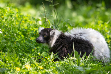 Maki catta allongé dans l'herbe	