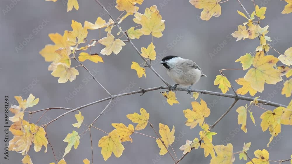 Wall mural among the maples leaves, the willow tit in the autumn season (poecile montanus)