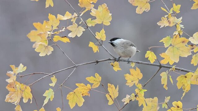 Among the maples leaves, the willow tit in the autumn season (Poecile montanus)