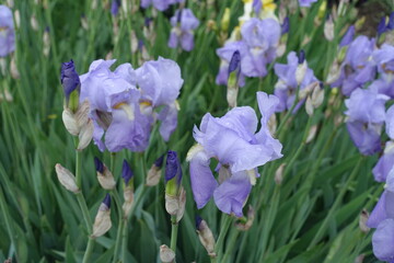 Buds and violet flowers of Iris germanica in mid May