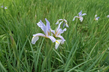 Green leafage and light violet flowers of irises in May © Anna