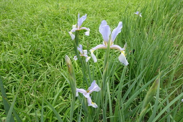 Group of light violet flowers of irises in May