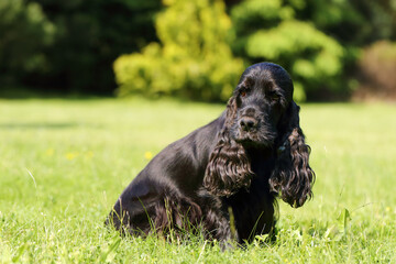 Black English cocker spaniel in the garden. A popular breed of dog pet.