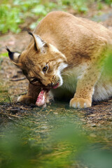 The Eurasian lynx (Lynx lynx), an adult lynx with prey in a thick bush. A large lynx in the zoo.