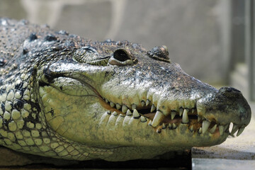 Morelet's crocodile (Crocodylus moreletii), also known as the Mexican crocodile or Belize crocodile, portrait of a large reptile from the zoo.