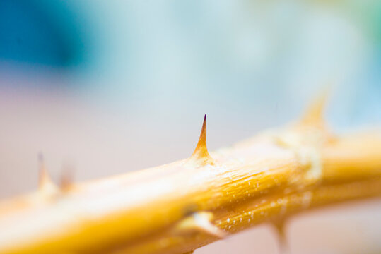 Picture of a plant's sharp, poisonous thorns