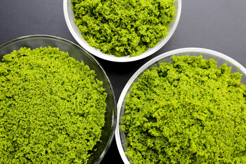 Wolffia globosa or swamp algae, water meal