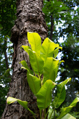 Yellow green leaves of philodendron golden goddess plant