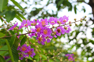 Violet flower of bungor tree, Lagerstroemia floribunda Jack ex Blumer