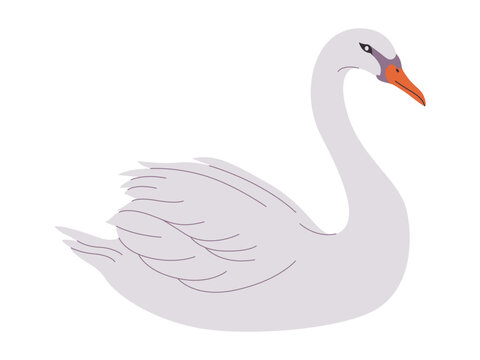 White Color Mute Swan Bird Wild Nature Animal Have Beak And Long Neck With Beautiful Feather