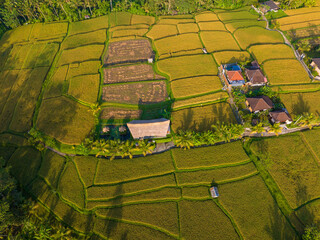 Aerial view of rice fields near Ubud, Bali, Indonesia