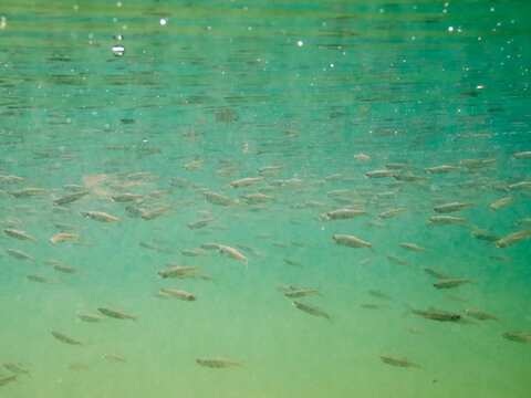 Dense school of small perch fish with plankton