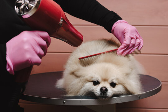 Groomer combs dog's hair and blow-dries it