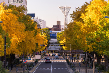 横浜の秋景色　日本大通りのイチョウ並木　Autumn scenery in Yokohama: Ginkgo trees along Nihon Odori Street