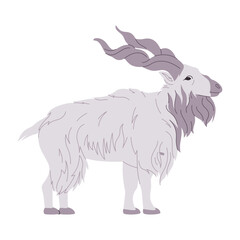 white color markhor wild nature animal big goat with spiral horned herbivore mammal creature