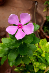 Single, Pink Periwinkle Flower