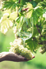 Hand holds a bunch of white grapes and a glass of white wine on the vineyard.