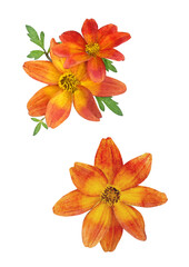 Watercolor bouquet of bidy boom biden orange red flowers vector on white illustration