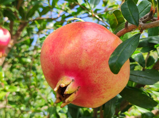 ripe pomegranate growing on the tree