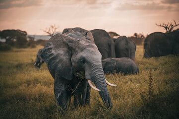 A Family of Elephants in the Savannah
