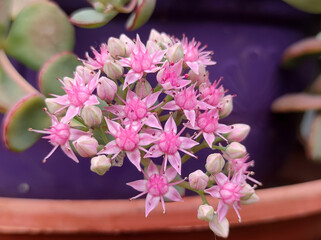 blooming sieboldii sedum succulent, Hylotelephium sieboldii (October Daphne)