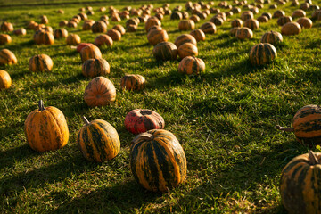 Numerous of big pumpkins sitting in pumpkin patch at sunny day. View from above of hundreds of...