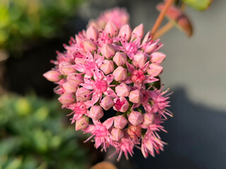 blooming sieboldii sedum succulent, Hylotelephium sieboldii (October Daphne)