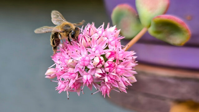 blooming sieboldii sedum succulent, Hylotelephium sieboldii (October Daphne)