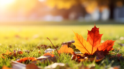 Autumn Leaves on a Sunny Day