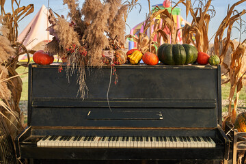 Old broken piano decorated with dry blade of grass and pumpkins at warm autumn day. Front view of hay bales, pumpkins and cornstalks decorate front of black piano in autumn. Concept of autumn beauty. - obrazy, fototapety, plakaty