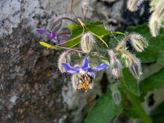 Macro of a honey bee on a borage borago officinalis blossom with blurred background