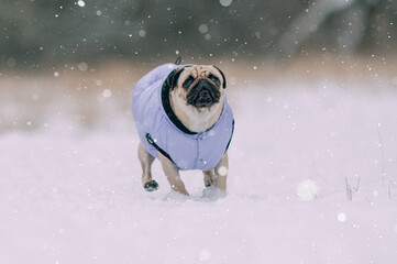 A pug in a warm jacket runs through the snow in nature.