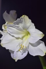 Fototapeta na wymiar White amaryllis flowers close-up on a black background. 