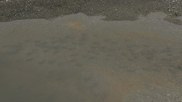 Trout swim in shallow waters. Shooting from a drone. A school of fish swims in a pond.