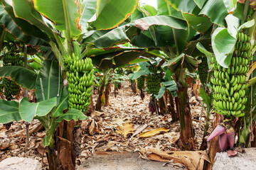 Banana plantation in Tenerife. Canary Islands, Spain