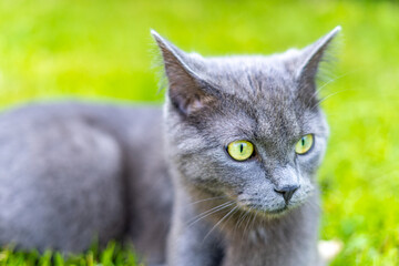 Kleine Graue süße Katze in der Wiese